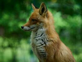 Portrait of a wild red fox in green foliage photo