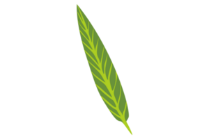 Simple Botany Green Leaf With Transparent Background png