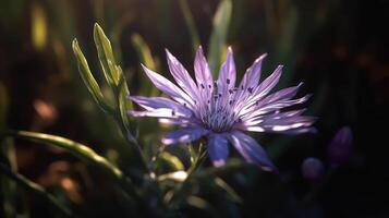 The serenity of blooming flowers photo