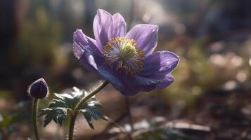 The beauty of wild flowers in nature photo