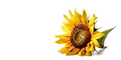 Sunflower on White Background and Space for Text Mockup Illustration with photo