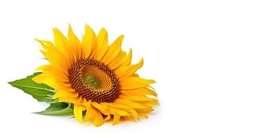 Sunflower on White Background and Space for Text Mockup Illustration with photo