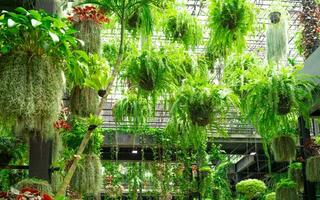 Green ornamental plant in hanging baskets. Plants in hanging pot decoration in charming garden. Care of hanging plant in baskets concept. Indoor hanging garden. Natural air purifier. Eco garden. photo