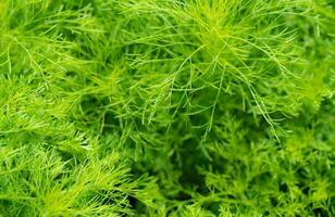 Green leaves of ornamental plant in the garden. Full frame small green leaf texture background. Dense green leaf with beauty pattern texture background. Green wallpaper. Nature abstract background. photo