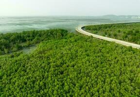 Green mangrove forest capture carbon dioxide. Net zero emissions. Mangroves capture CO2 from atmosphere. Blue carbon ecosystems. Aerial view mangrove trees and mudflat coastal. Natural carbon sinks. photo