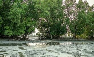 Green mangrove forest and mudflat at the coast. Mangrove ecosystem. Natural carbon sinks. Mangroves capture CO2 from atmosphere. Blue carbon ecosystems. Mangroves absorb carbon dioxide emissions. photo