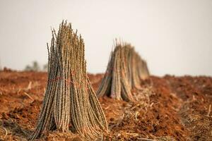 Cassava farm. Manioc or tapioca plant field. Bundle of cassava trees in cassava farm. The plowed field for planting crops. Sustainable farming. Agriculture in developing countries. Staple food crop. photo