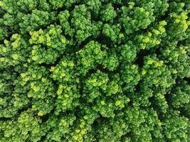 Aerial top view of rubber forest. Drone view of dense green rubber trees garden capture CO2. Green trees background for carbon neutrality and net zero emissions concept. Sustainable green environment. photo