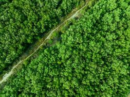 Aerial top view of green forest and forest trail. Drone view of green trees captures CO2. Green trees background for carbon neutrality and net zero emissions concept. Sustainable green environment. photo