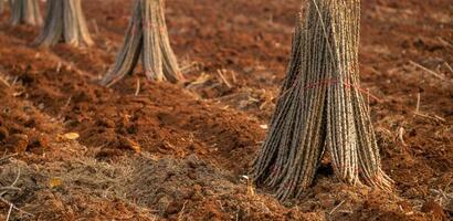 Cassava farm. Manioc or tapioca plant field. Bundle of cassava trees in cassava farm. The plowed field for planting crops. Sustainable farming. Agriculture in developing countries. Staple food crop. photo