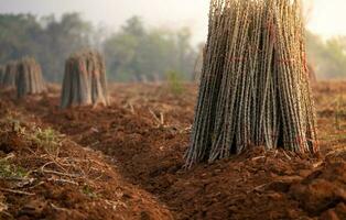 Cassava farm. Manioc or tapioca plant field. Bundle of cassava trees in cassava farm. The plowed field for planting crops. Sustainable farming. Agriculture in developing countries. Staple food crop. photo