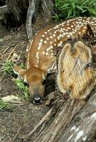 A baby fawn is still on the ground under some tree limbs. photo