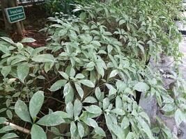 White Sabrina one of the plants that is beautiful to look at and soothes the soul photo