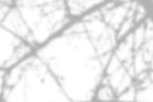 Sunlight shadow on abstract white wall background texture photo