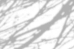 Sunlight shadow on abstract white wall background texture photo