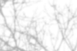 Sunlight shadow on abstract white wall background texture photo