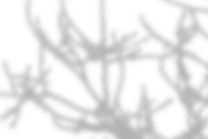 Sunlight shadow on abstract white wall background texture photo