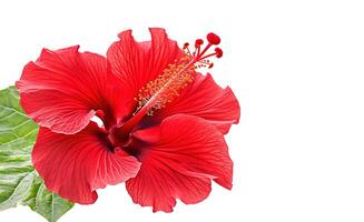 . Hibiscus flowers on the white photo