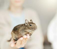 Young girl playing with small animal degu squirrel. photo