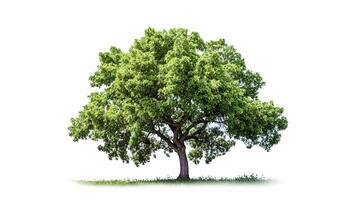 ai generativo. verde árbol en blanco antecedentes foto