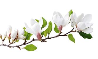 . Beautiful magnolia flowers on white background. photo
