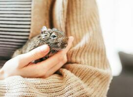 Young girl playing with small animal degu squirrel. photo