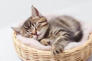 . Cute tabby kitten sleeping in a basket photo