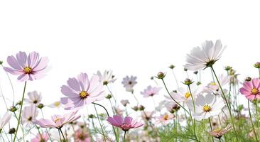 . Cosmos flowers are bloom on white photo