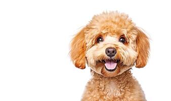 . Little brown poodle dog on white photo