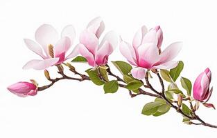 . Beautiful magnolia flowers on white background. photo