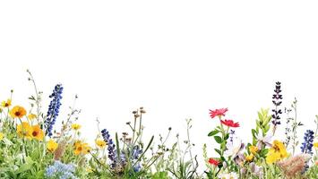 . Border of meadow wildflowers on white photo