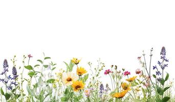 . Border of meadow wildflowers on white photo