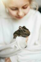 pequeño niña jugando con pequeño animal degú ardilla. foto