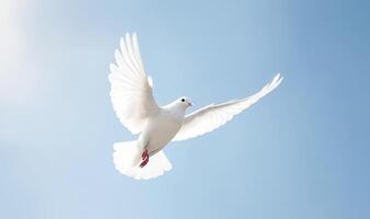 . White dove against blue sky photo