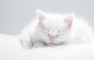 . Cute little white kitten sleeping photo