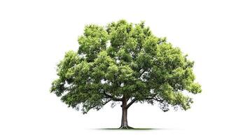ai generativo. verde árbol en blanco antecedentes foto
