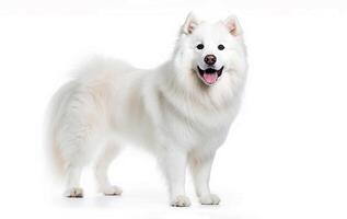 . White dog on white background photo