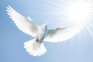 . White dove against blue sky photo