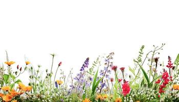 . Border of meadow wildflowers on white photo