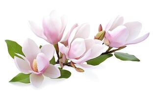 . Beautiful magnolia flowers on white background. photo