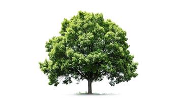 ai generativo. verde árbol en blanco antecedentes foto
