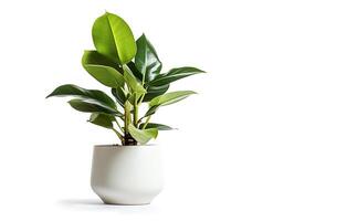 . Ficus tree planted on concrete pot on white photo