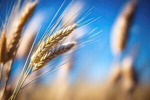 Ears of wheat. photo