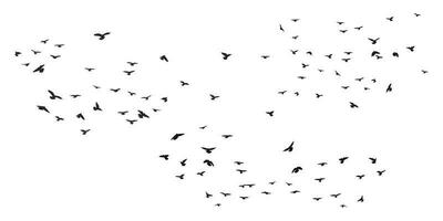 A flock of flying birds silhouette, flight in different positions. Hover, soaring, landing, flying, flutter. Isolated vector