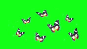 kleurrijk vlinders vliegend animatie Aan groen achtergrond. vrij video