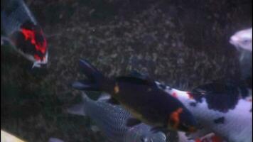Various kinds of koi fish in a large glass pond. video