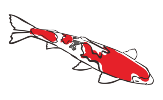 Koi Fisch mit transparent Hintergrund png