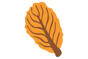 Autumn Leaf With Transparent Background png