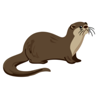 Otter clip art transparant achtergrond png