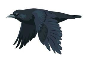 Large black bird, crow in motion, flying raven vector